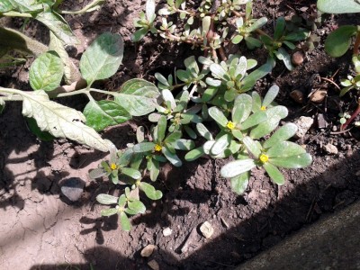 Portulák - Šrucha zelná (Portulaca oleracea L) - květ (flos) ...jpg