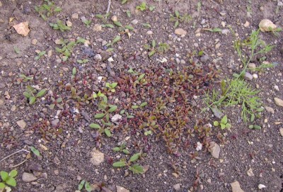 Portulák - Šrucha zelná (Portulaca oleracea L) - malé rostlinky ...jpg